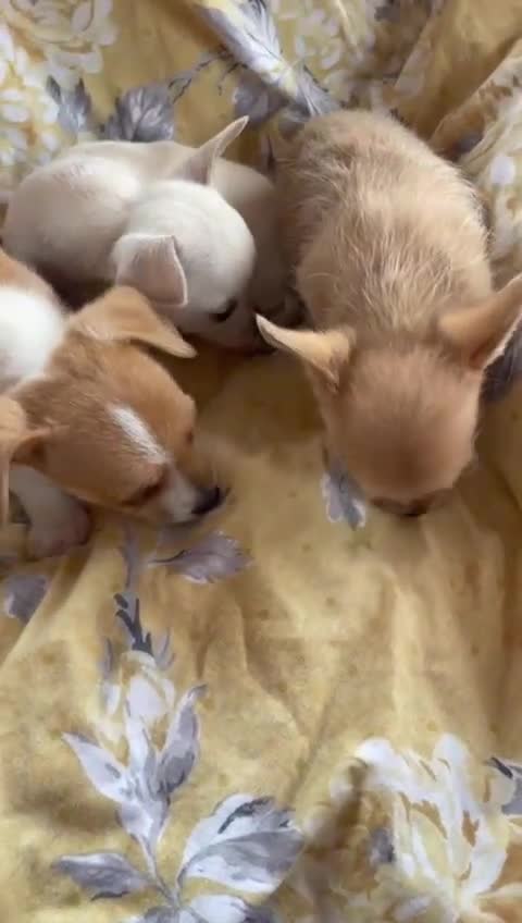 Chihuahua dogs for sale: Adorable Chihuahuas £650-£700 “Boys & Girls’ - Video 1