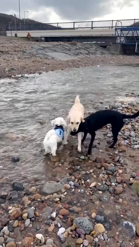 Golden Retriever dogs for sale: Golden Retriever - Millie - Video 2