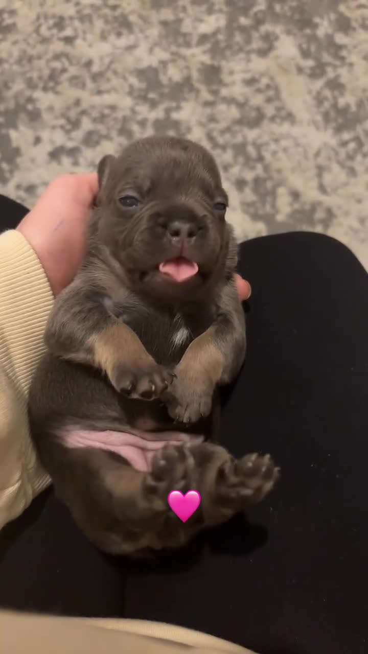 French Bulldog dogs for sale: Litter of French bulldogs  - Video 1