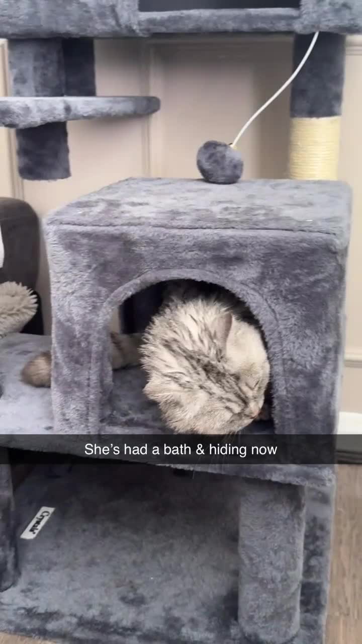 British Shorthair cats for sale: British shorthair kitten  in Birmingham - Video 2