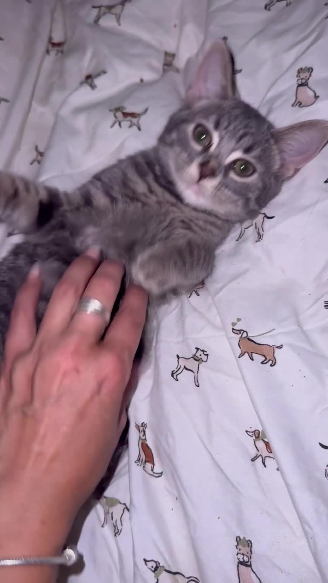 Bengal cats for sale: Beautiful Bengal x British short hair kittens! - Video 1