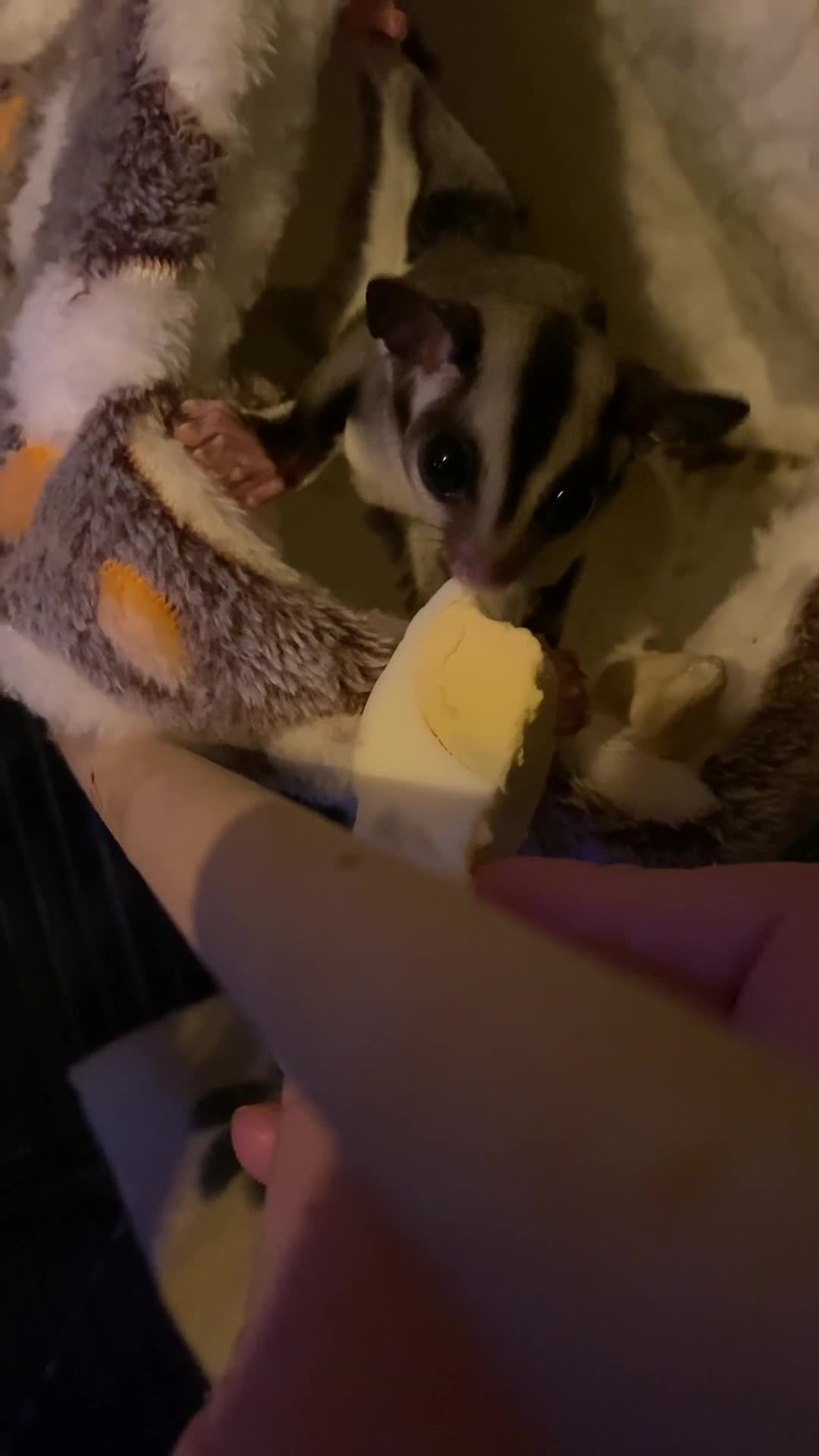 Sugar Glider rodents for sale: 2 male sugar gliders  - Video 1