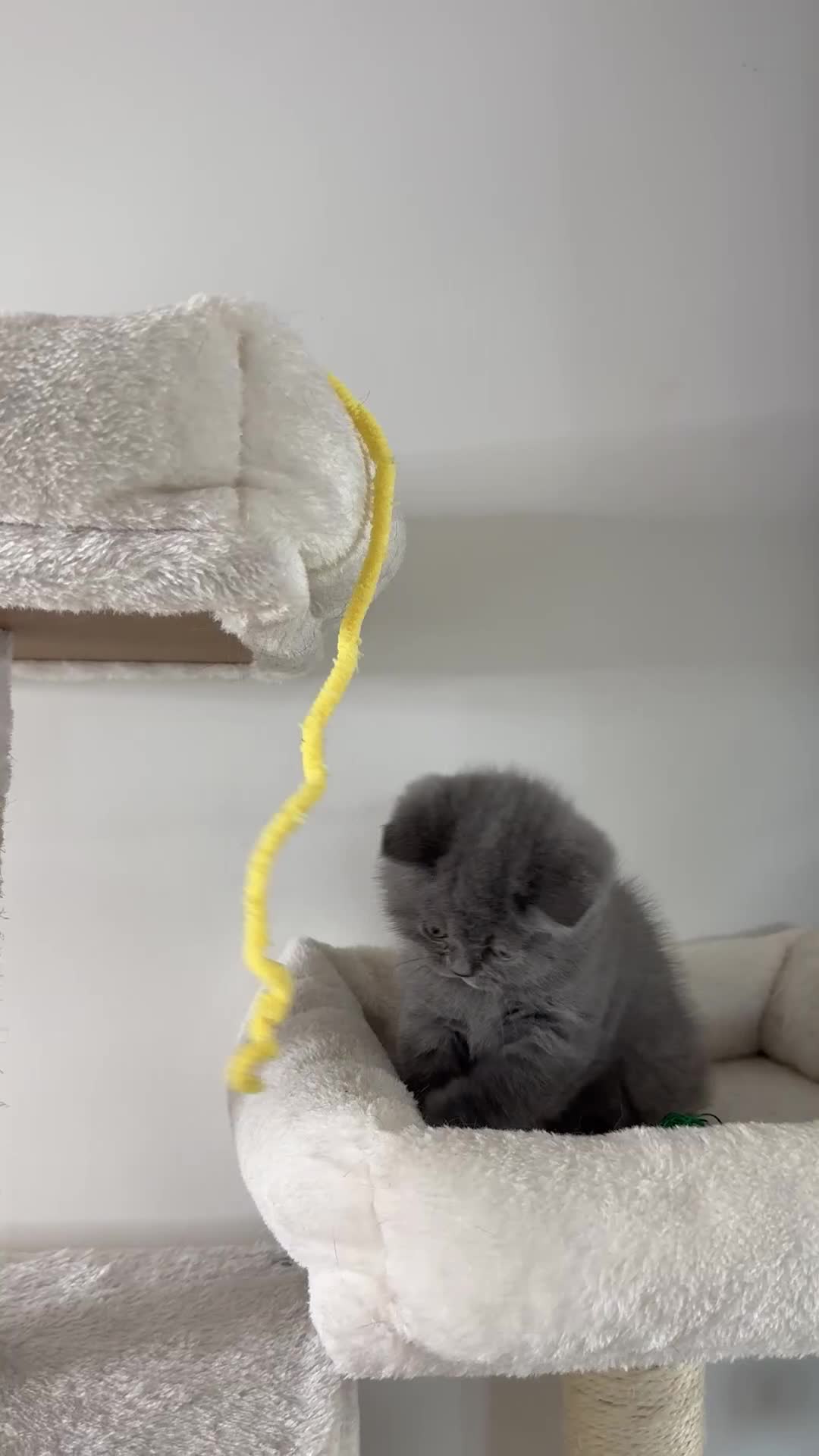 Scottish Fold cats for sale: Scottish straight  - Video 2