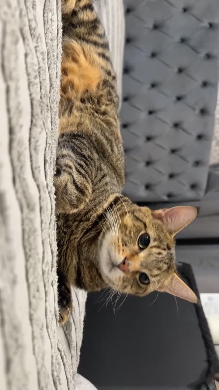 Domestic Shorthair cats for sale: Brown - Video 1