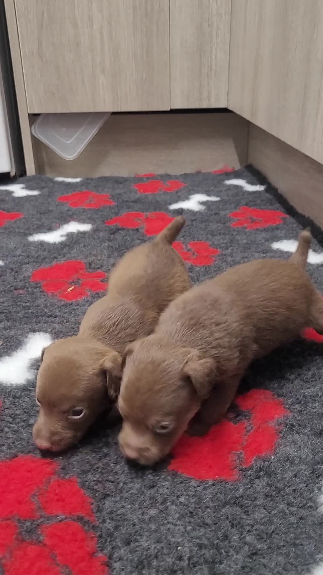 Patterdale Terrier dogs for sale: Chocolate  Patterdales  - Video 1