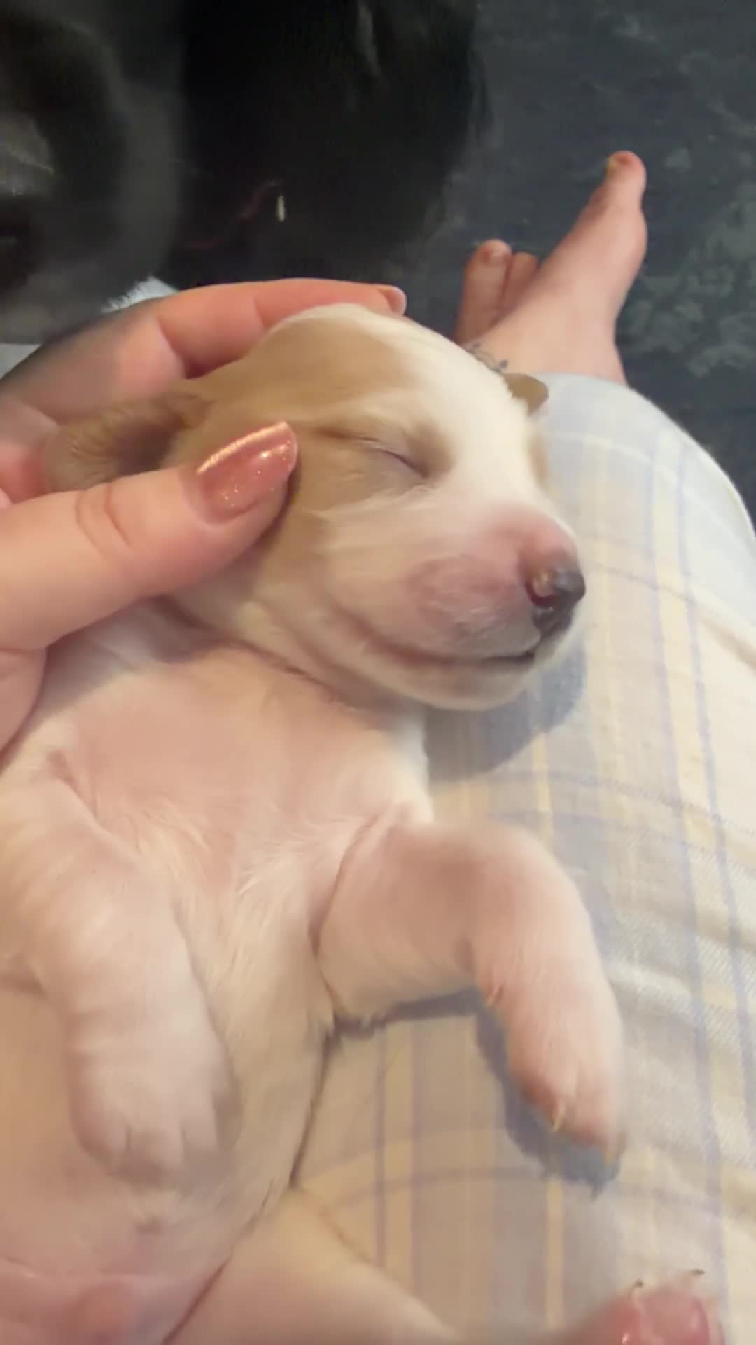 Sprocker dogs for sale: Adorable Sprocker puppies  - Video 1