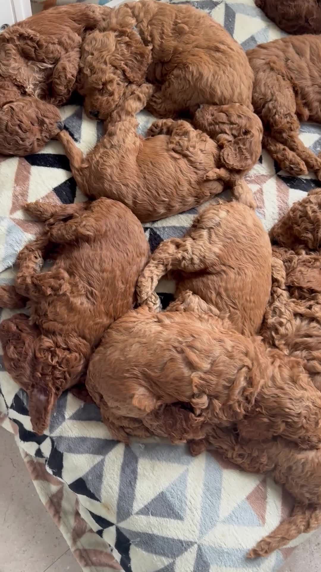 Cockapoo dogs for sale: 🥰🐶COCKAPOO🐶♥️ MOST ALREADY RESERVED♥️🐶 - Video 1