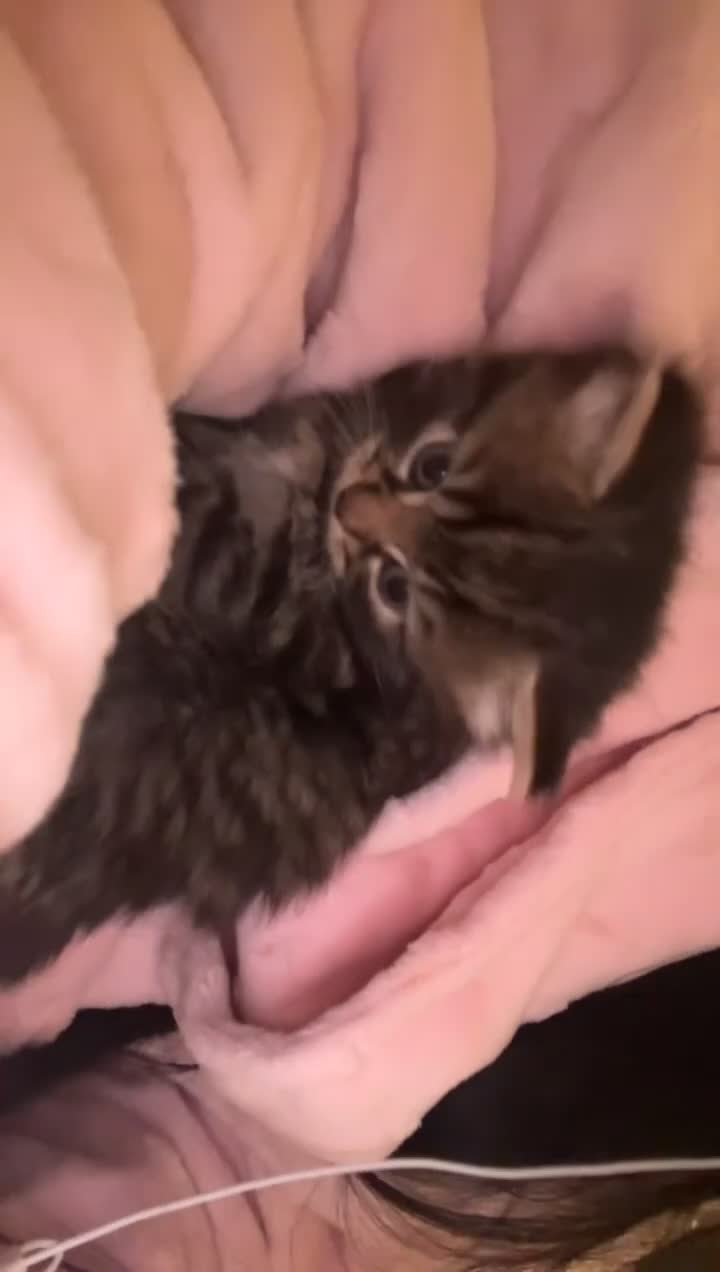 Mixed Breed cats for sale: 4 mixed babies for sale  - Video 3