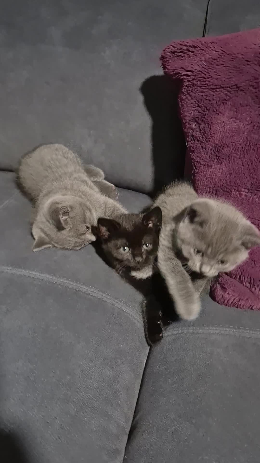 British Shorthair cats for sale: Beautiful British shorthair boys available - Video 2