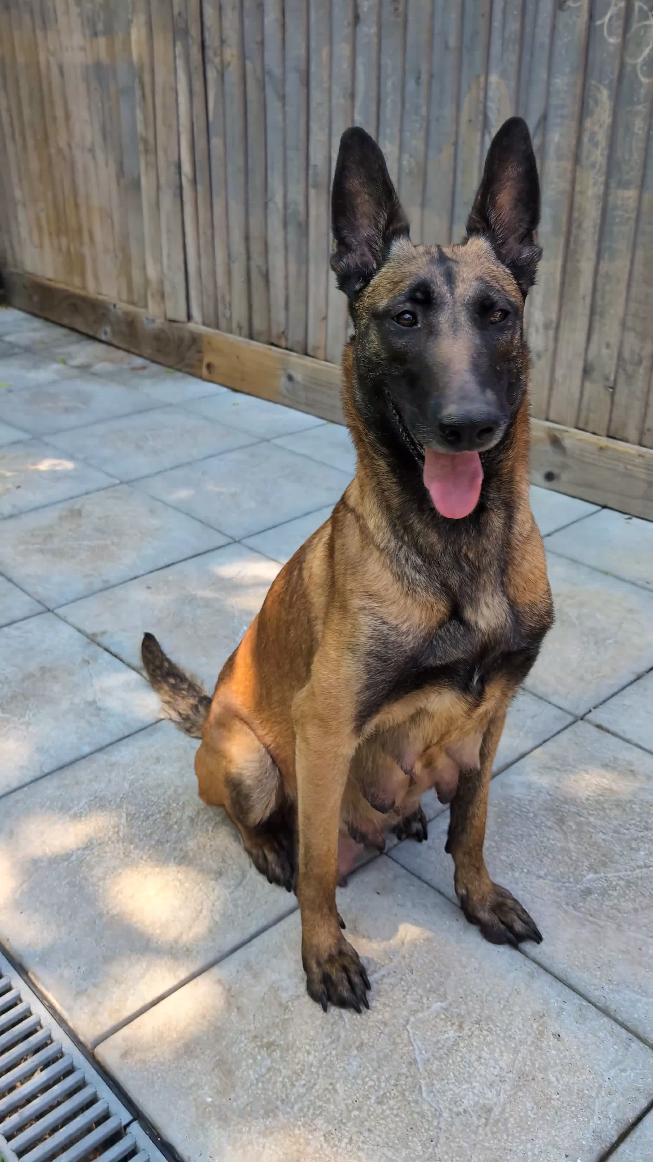 Belgian Shepherd Dog dogs for sale: Belgian malinois puppy's  - Video 1
