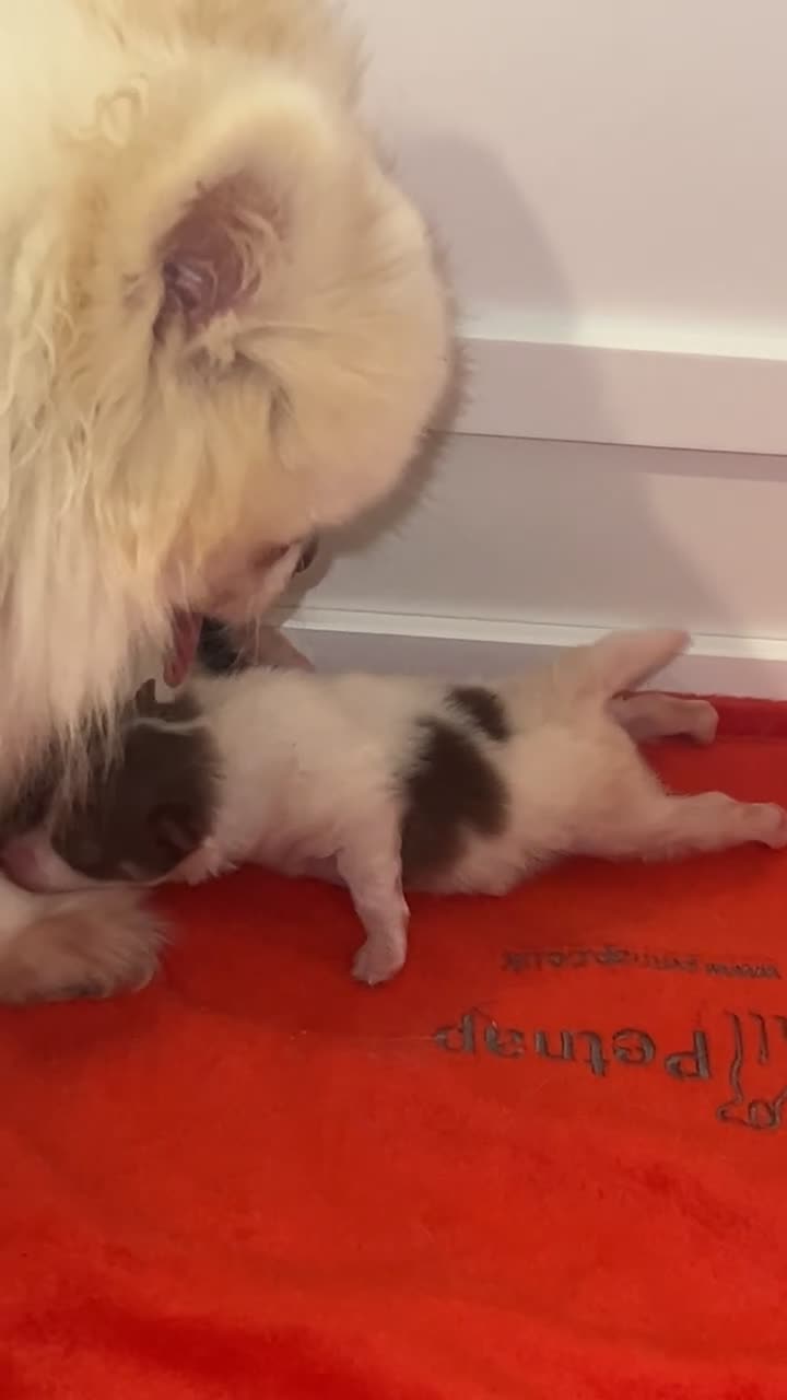 Pomeranian dogs for sale: 5 STAR POMERANIAN PUPPIES  - Video 1