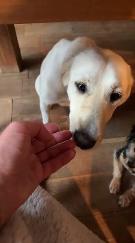 Mixed Breed dogs for adoption: Sweet Camille is looking for her forever home - Video 2