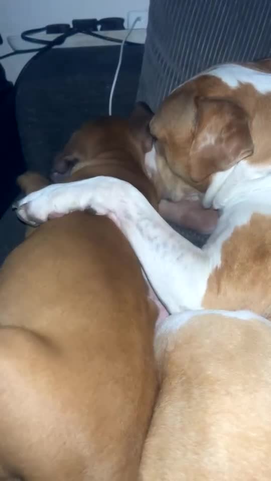 Mixed Breed dogs for sale: Junior  - Video 1