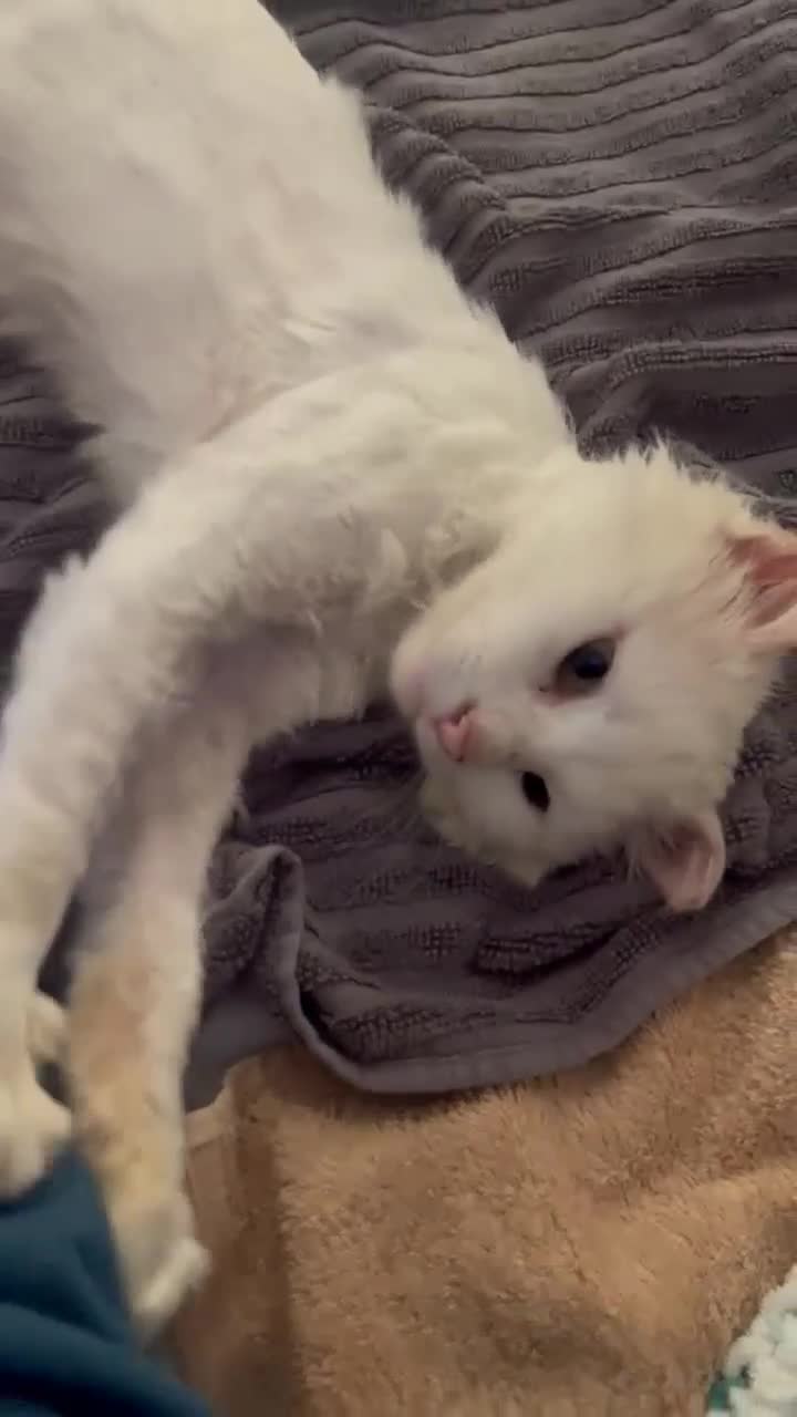 Mixed Breed cats for adoption: 🪴Monty🪴 for adoption, fostered in LONDON - Video 1