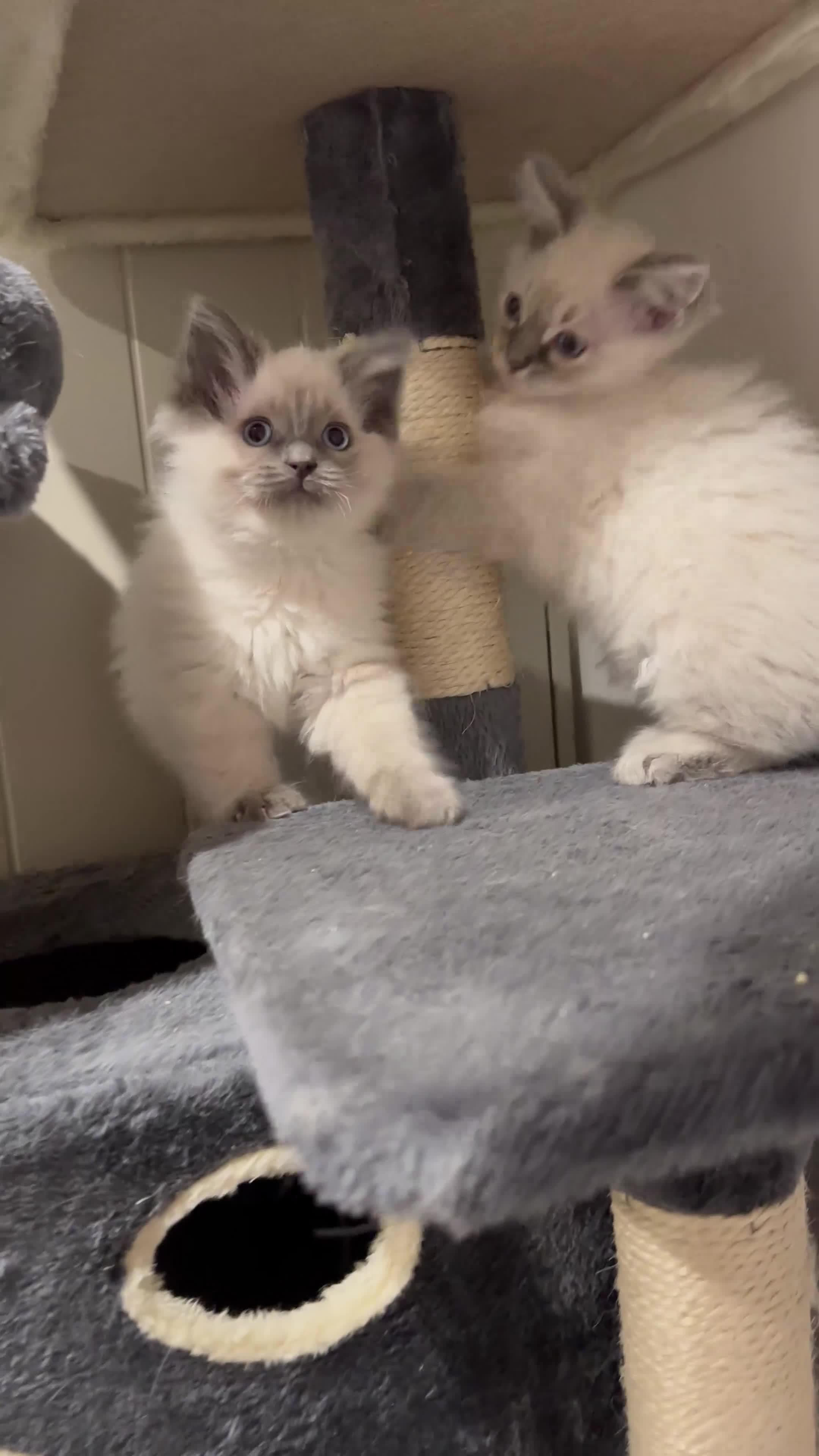 Ragdoll cats for sale: Last 3 Boys and Mom stunning pure Ragdoll - Video 2