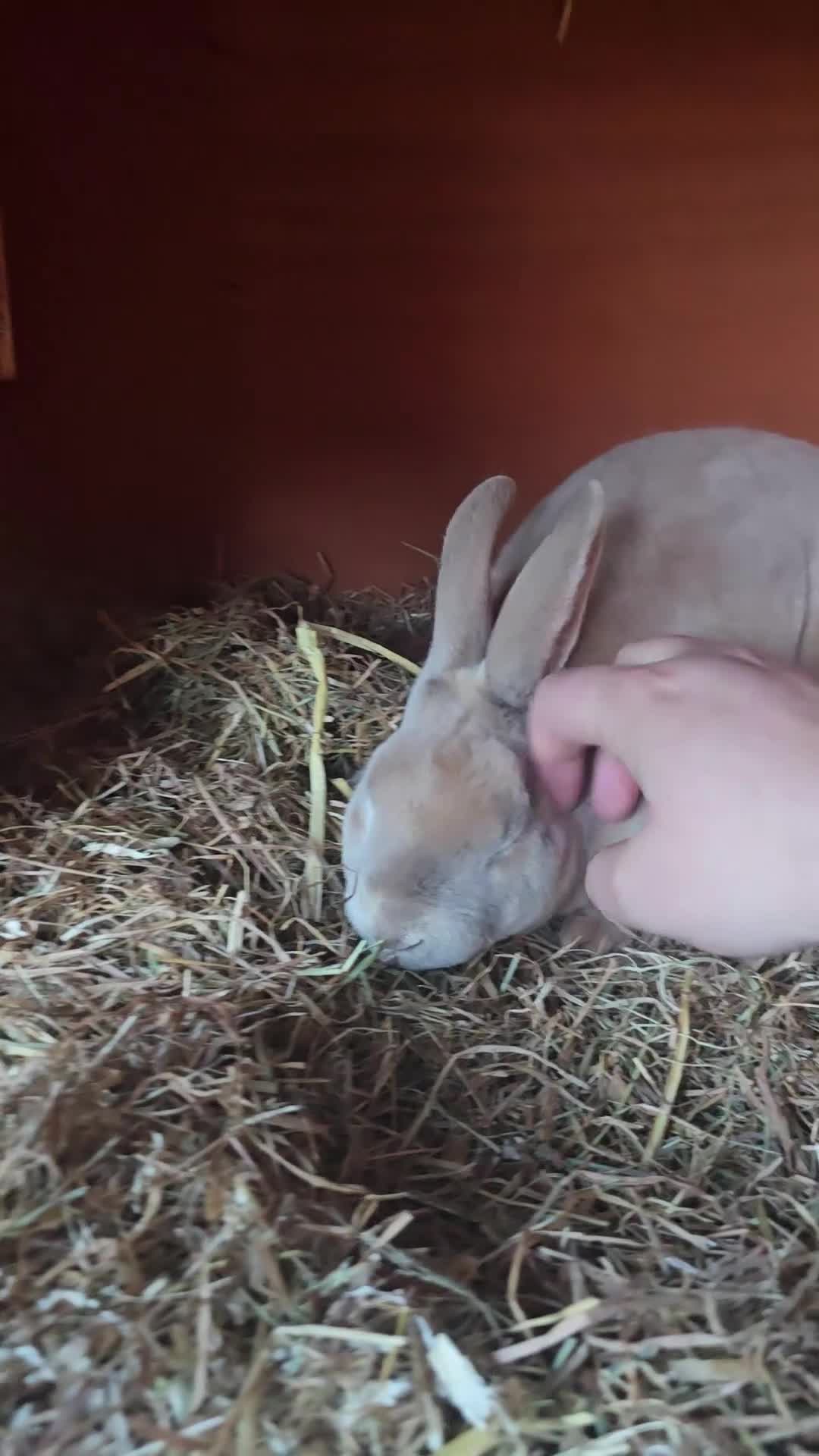 Rex rabbits for sale: Beautiful Mini Rex Buck - Video 1