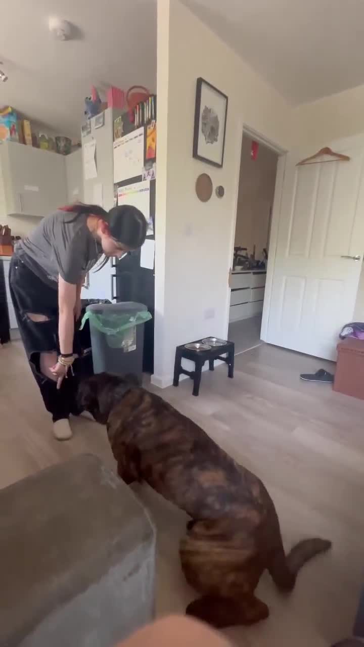 Cane Corso dogs for sale: This is Gus in Peterborough - Video 1