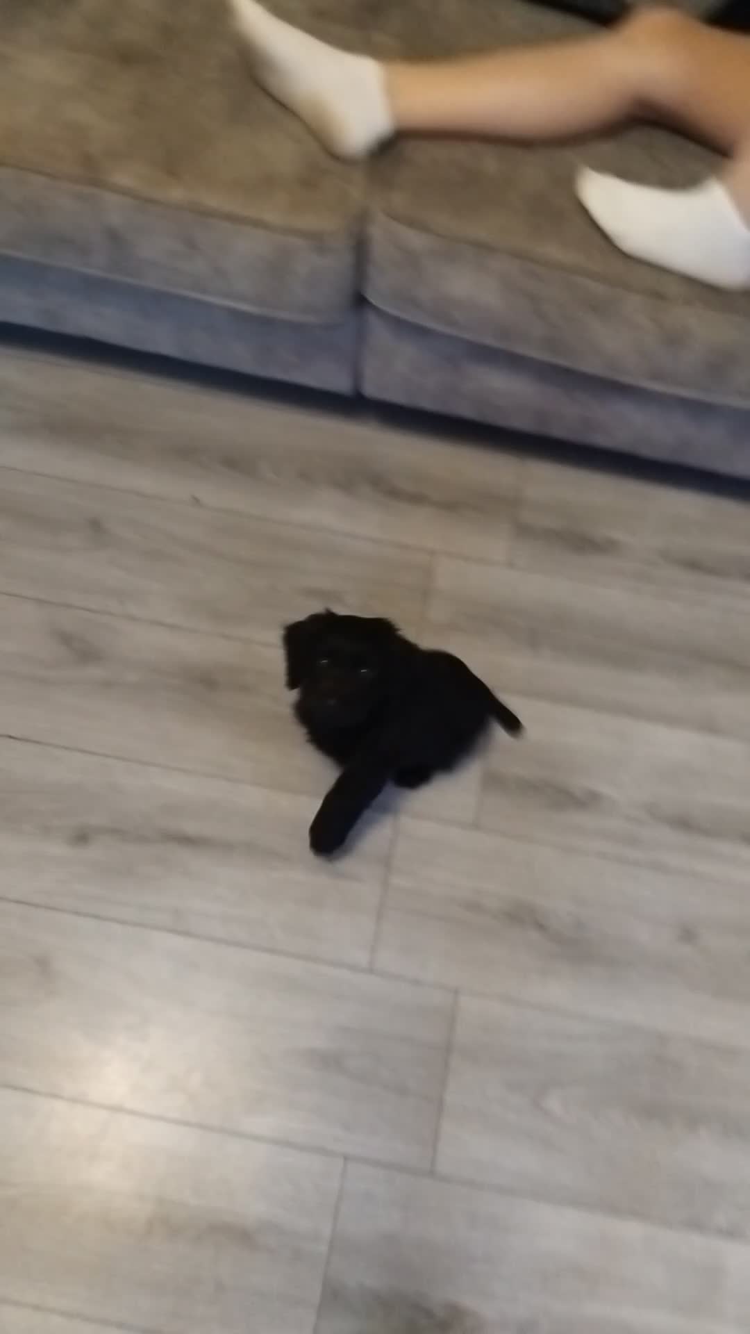 Cocker Spaniel dogs for sale: Lovely short legged black cocker spaniel puppy - Video 1