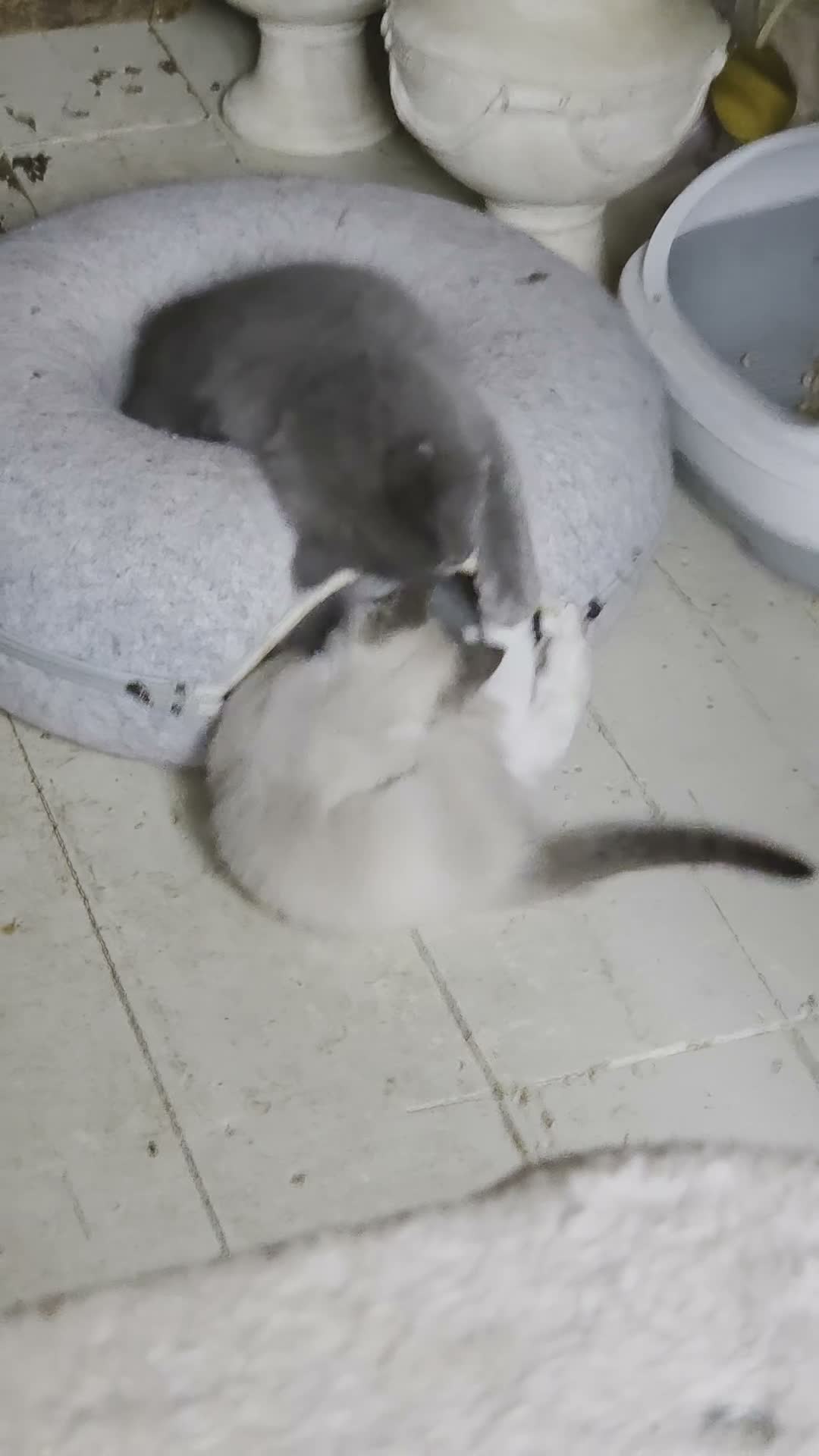 Mixed Breed cats for sale: Burmese crossed with Ragdoll  kittens  - Video 1