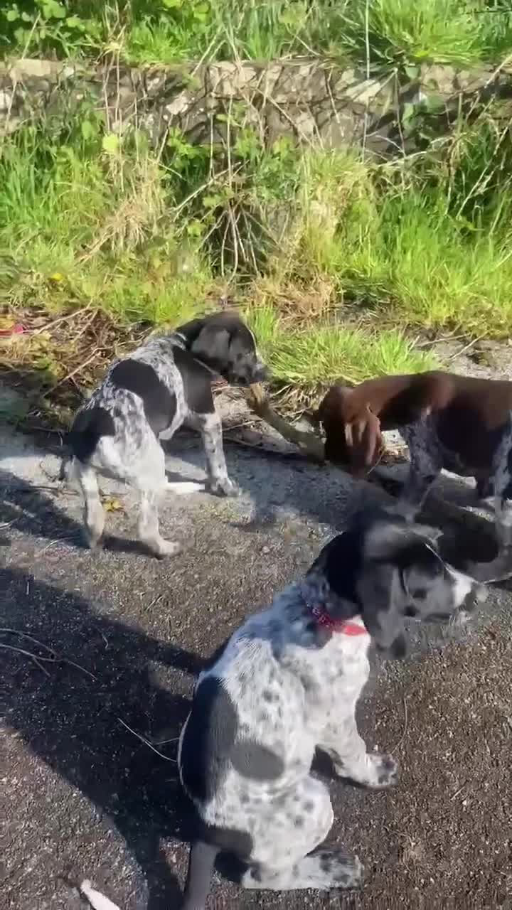 German Shorthaired Pointer dogs for sale: ‼️Only one beautiful boy available‼️ - Video 1
