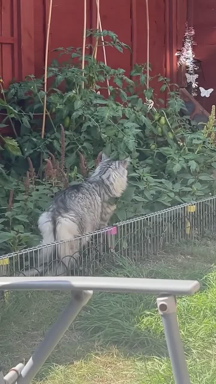 Maine Coon cats for sale: Maine Coon Male For Sale - TITAN - Video 2