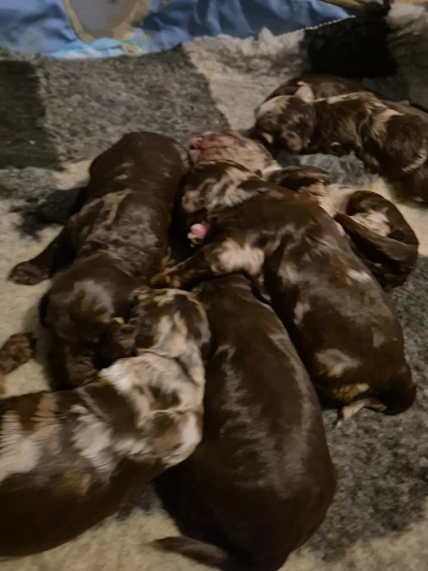 Cockapoo dogs for sale: F1 show cockapoos - Video 1