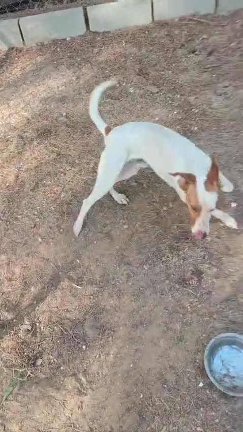 Mixed Breed dogs for adoption: Moras just a pup 🐶🐾 - Video 1
