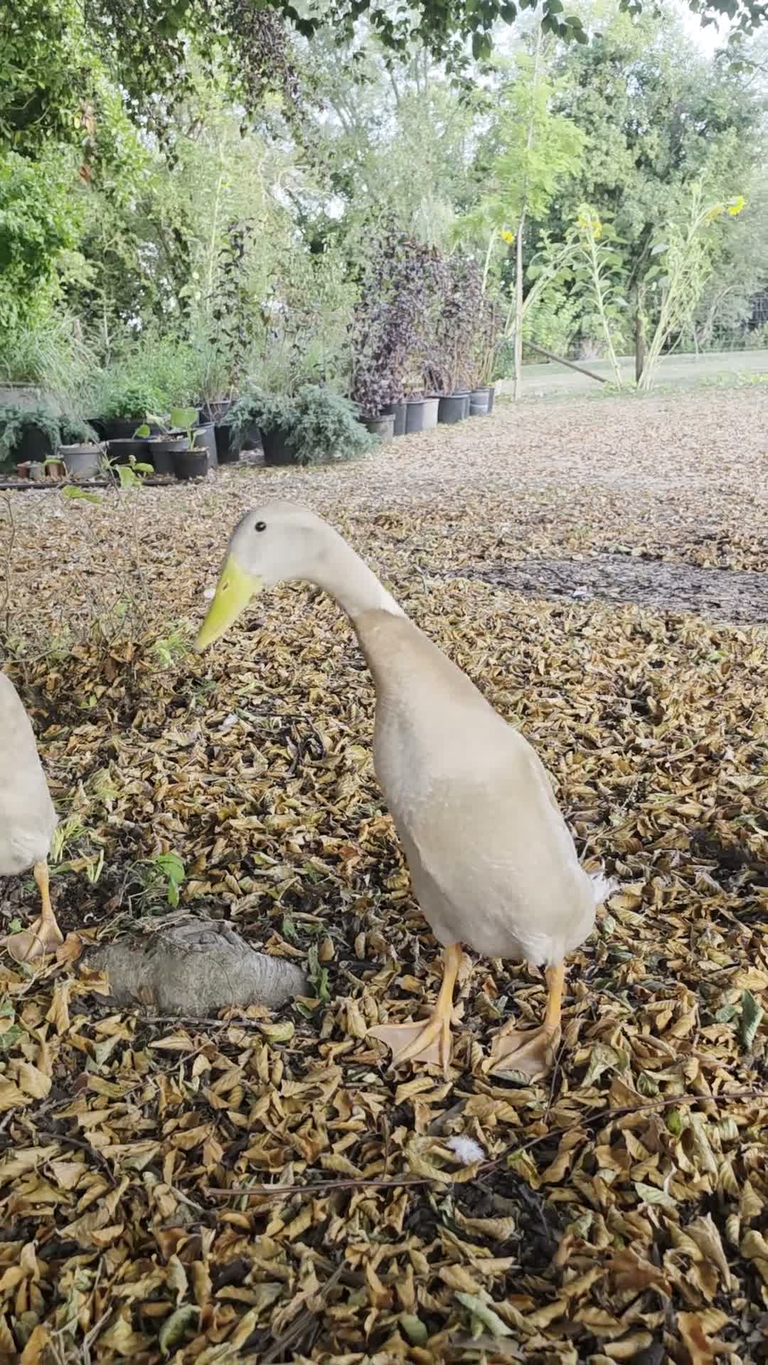 Ducks poultry for sale: Male Runner Duck  in Royston - Video 1