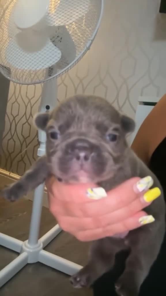 French Bulldog dogs for sale: aa blues lilacs  Frenchie pups  - Video 3
