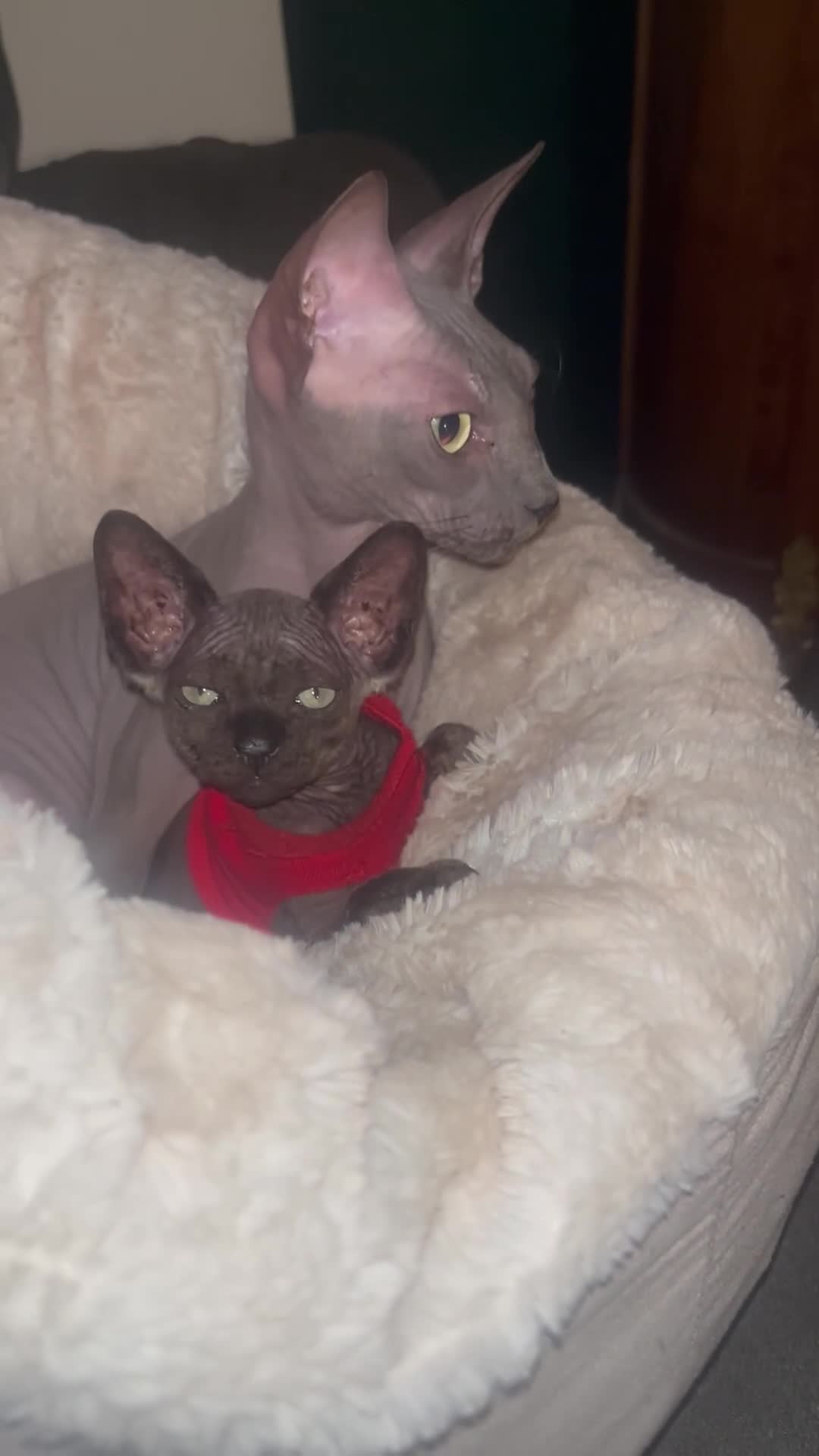 Sphynx cats for sale: Chocolate Canadian Sphynx boy - Video 1