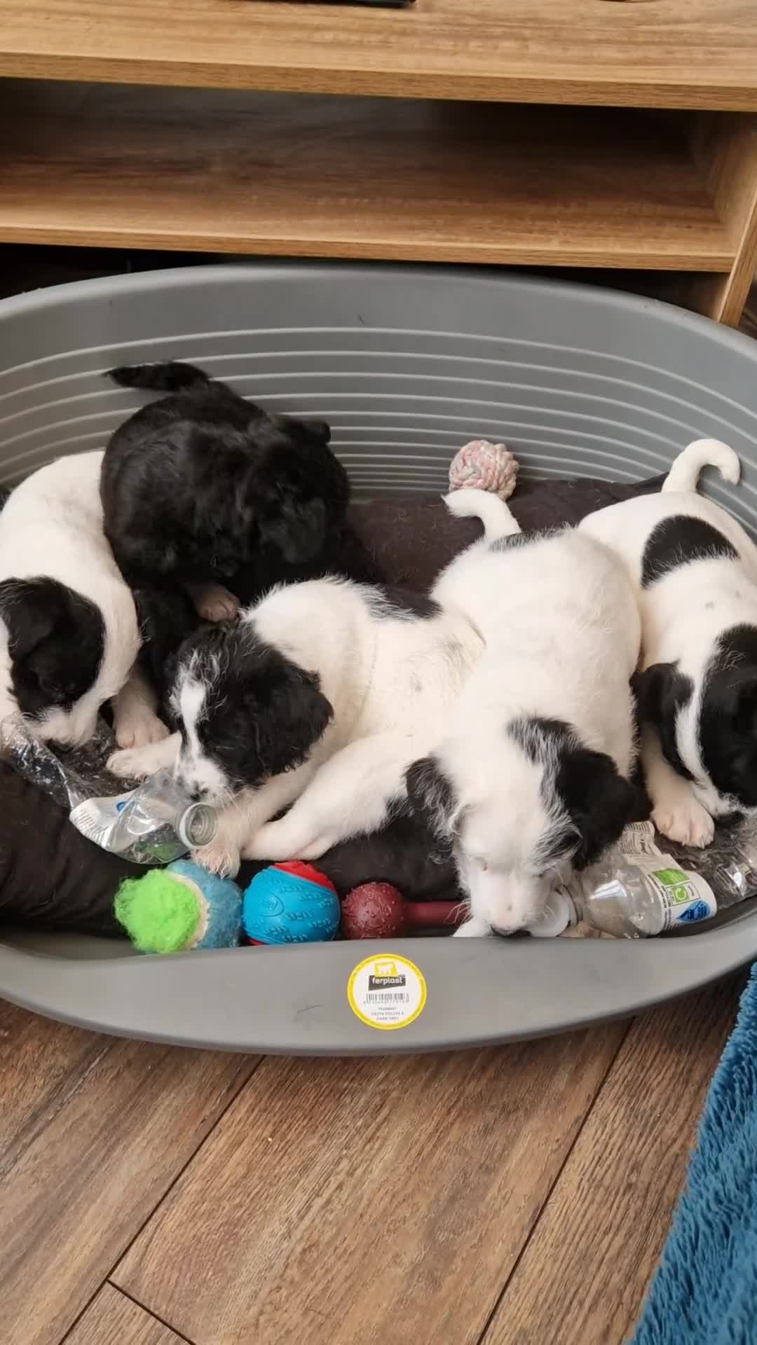 Patterjack dogs for sale: Jak Russell X patterdale  - Video 1