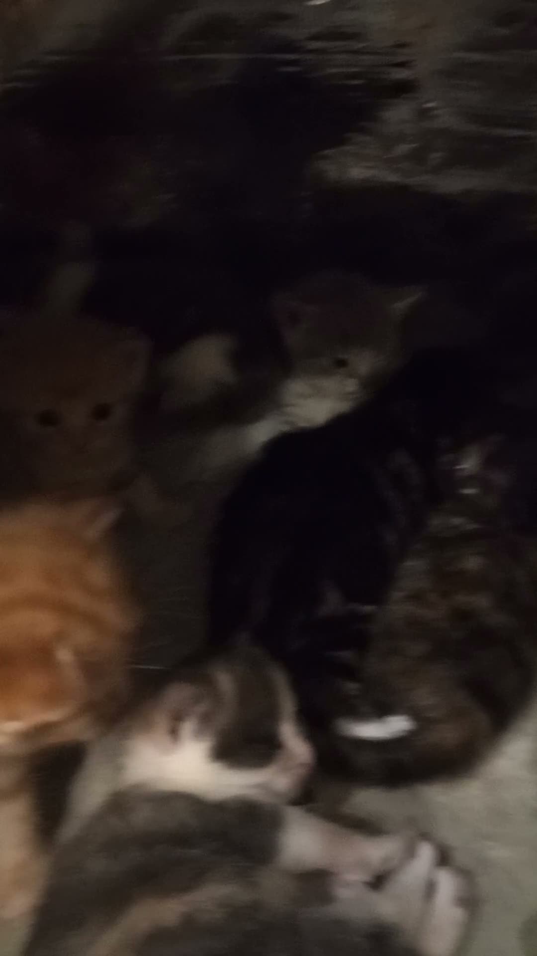 Mixed Breed cats for sale: Outstanding gorgeous, beautiful playful Kittens  in Ipswich - Video 1