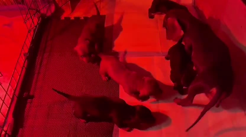 Dachshund dogs for sale: Miniature/standard dachshund puppies - Video 1