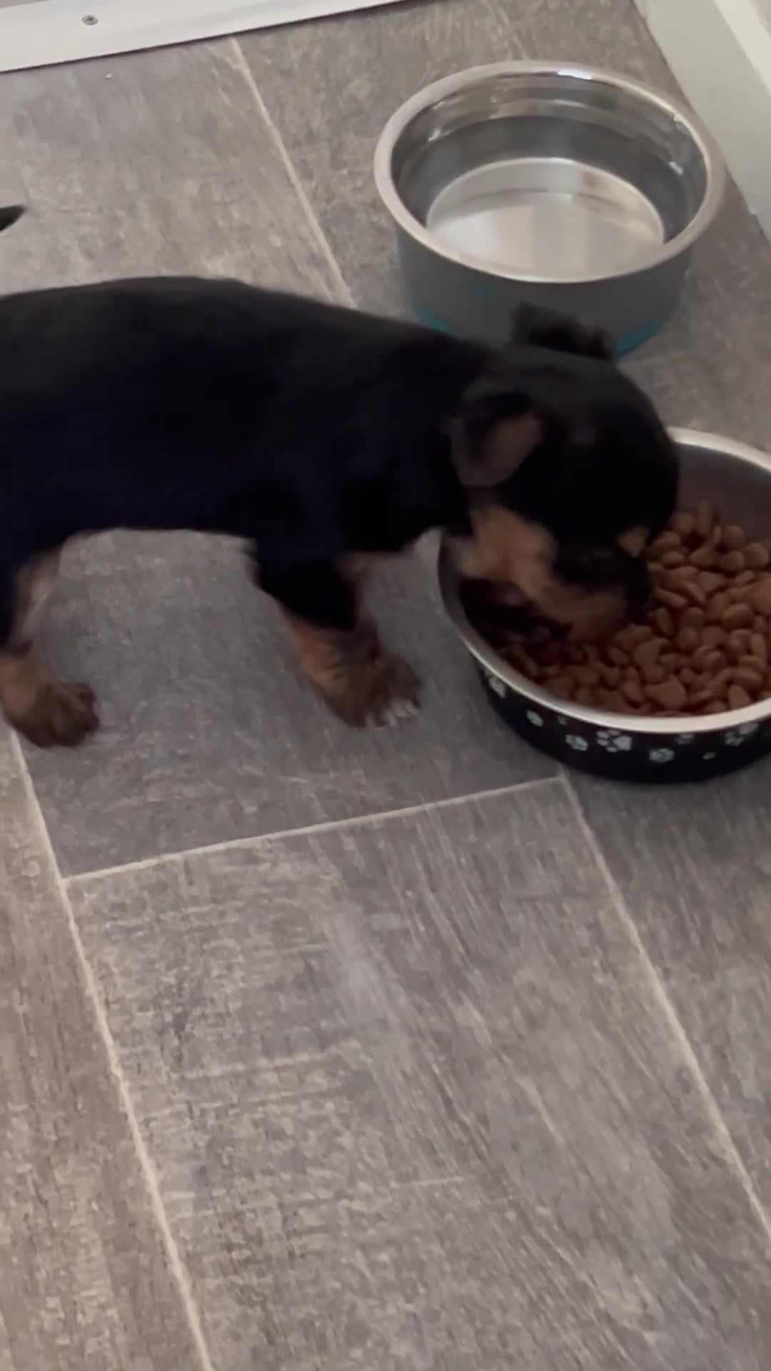 Yorkshire Terrier dogs for sale: Yorkshire terriers puppies  - Video 3