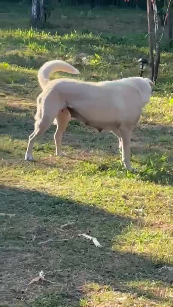 Mixed Breed dogs for adoption: 🌼 MARINELA – a Lovely Girl for a Loving Home 🐾❤️ - Video 1