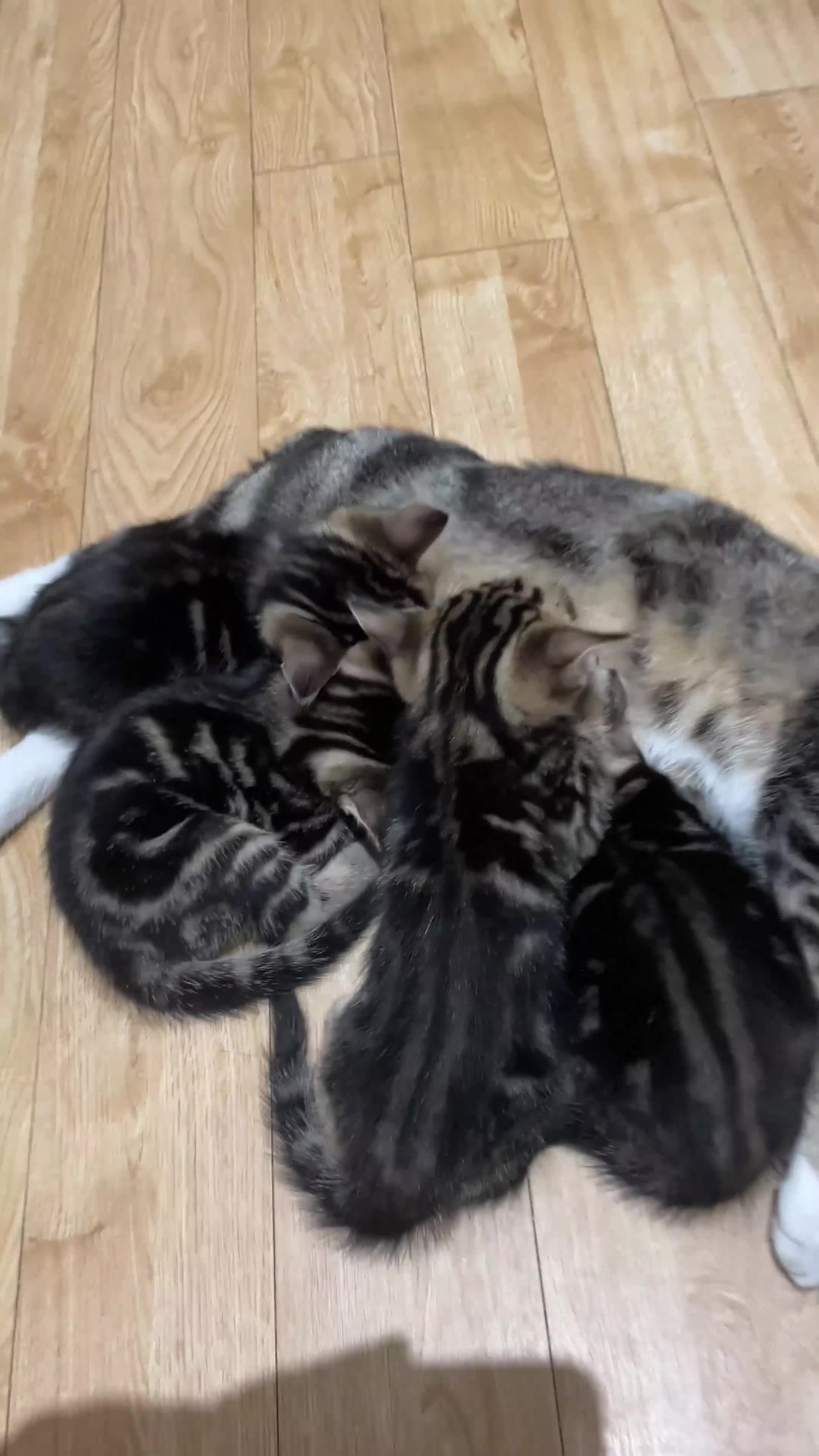 Domestic Shorthair cats for sale: 4 Shorthair kittens - Video 1