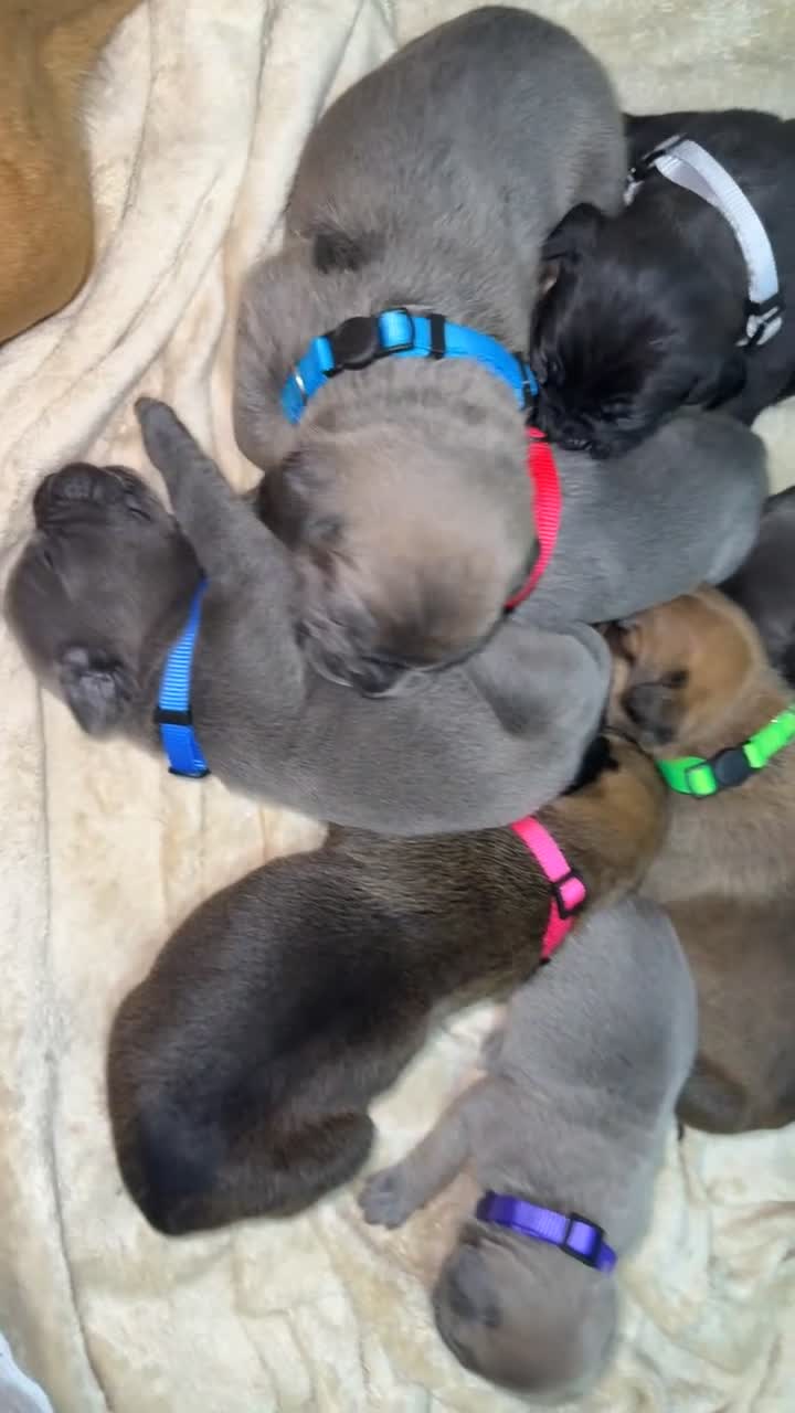 Cane Corso dogs for sale: ICF/ICCF Champion 6th GENERATION Cane Corso pups - Video 1
