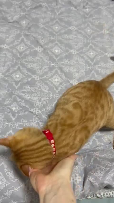 Mixed Breed cats for adoption: MARMALADE JASPER DoG FRIENDLY PAIR BONDED NEUTERED - Video 3