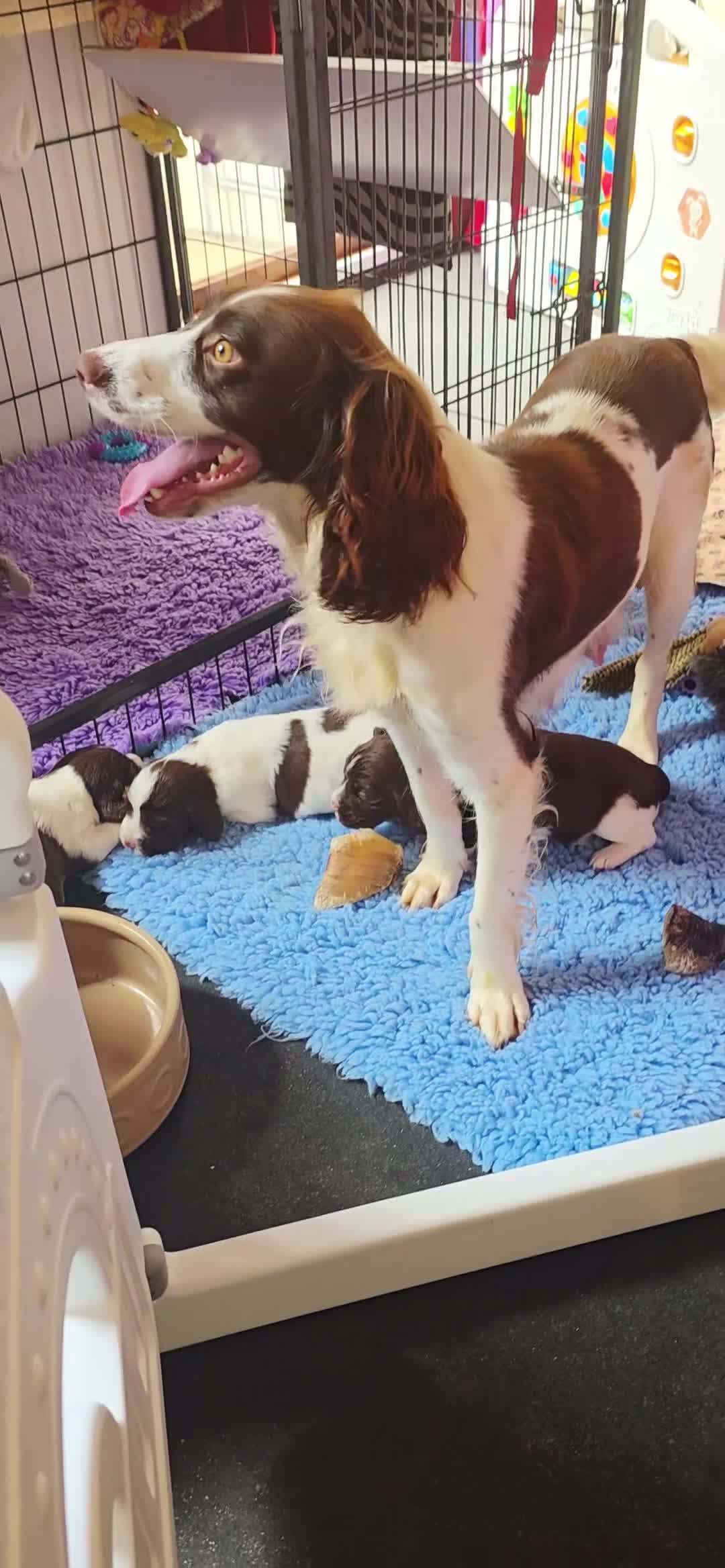 English Springer Spaniel dogs for sale: KC Health Tested, Home Reared 5 ⭐️ Liver Pups - Video 3