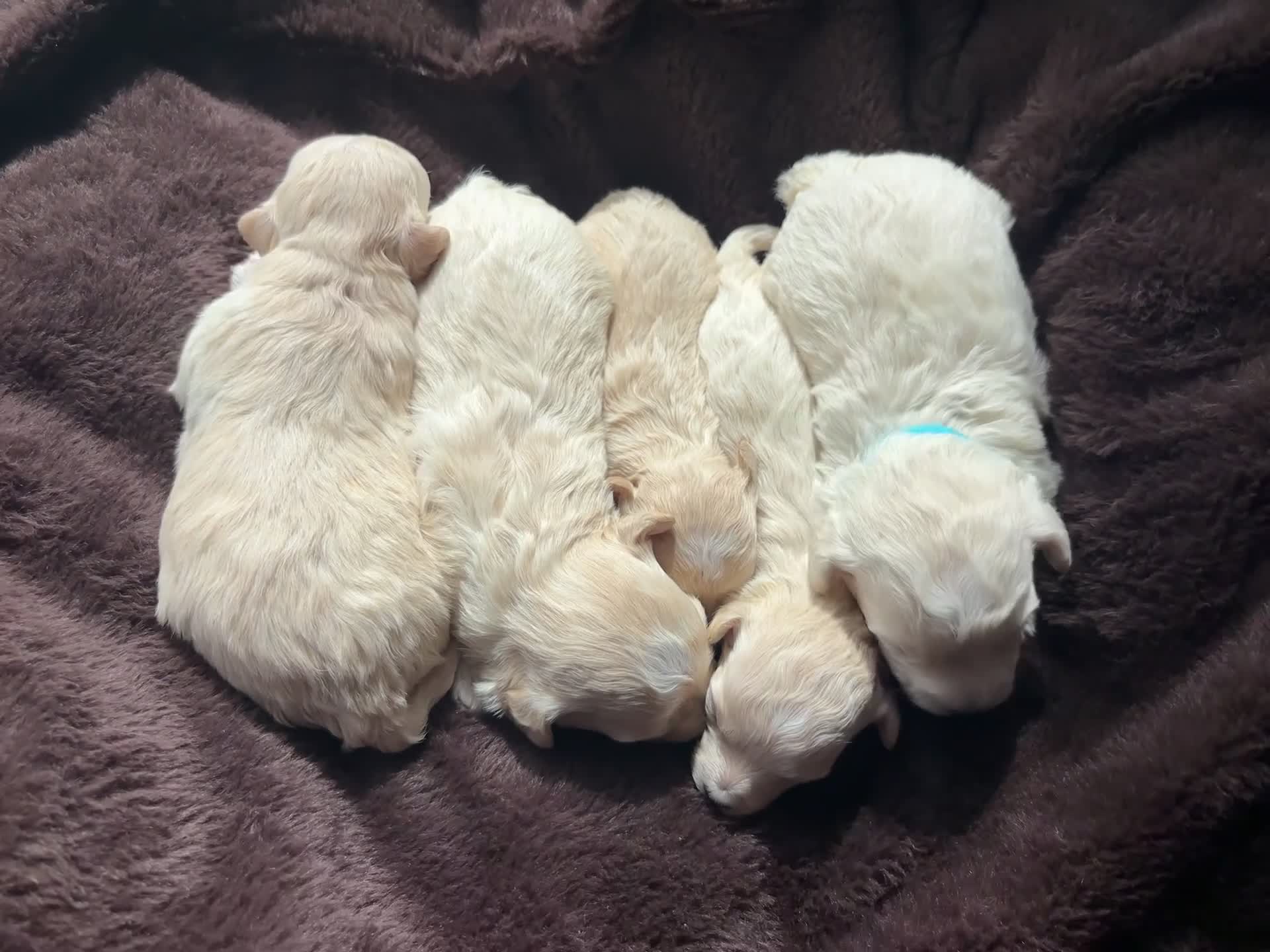 Maltipoo dogs for sale: Outstanding Health tested F1 maltipoo - Video 1