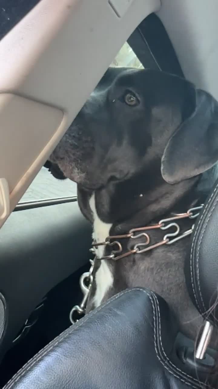 Cane Corso dogs for sale: 10 stunning purebred cane corse puppies  in Canterbury - Video 1