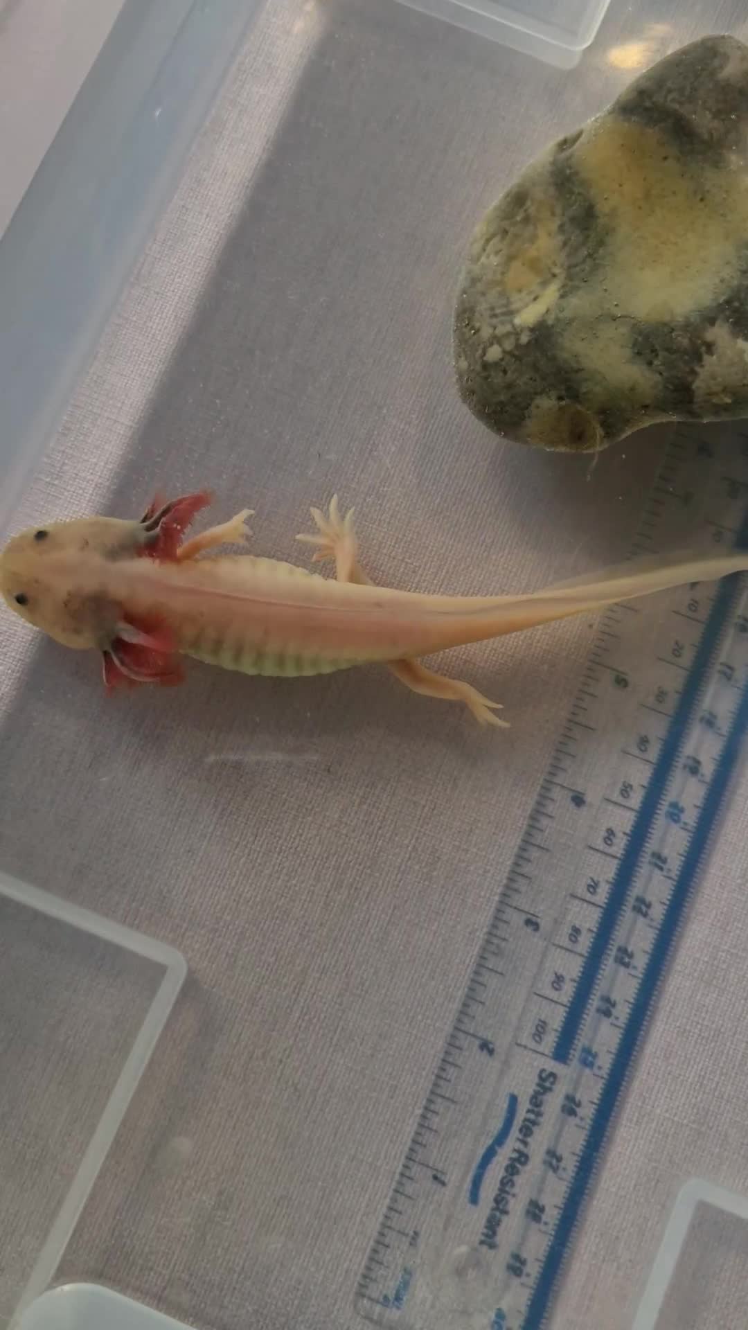 Axolotl reptiles for sale: Axolotls - Video 3