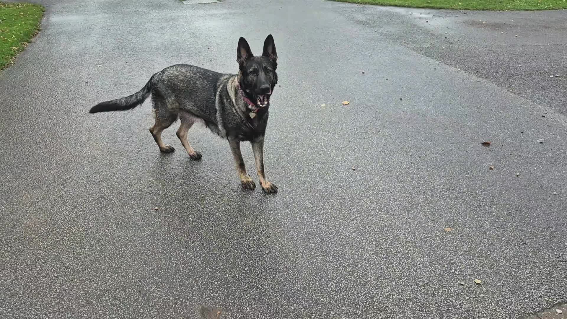 German Shepherd dogs for sale: Silver German Shepherd  - Video 1