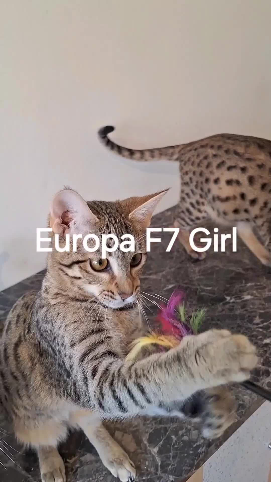 Savannah cats for sale: TICA SBTF7 Silver girl Europa very freindly - Video 2