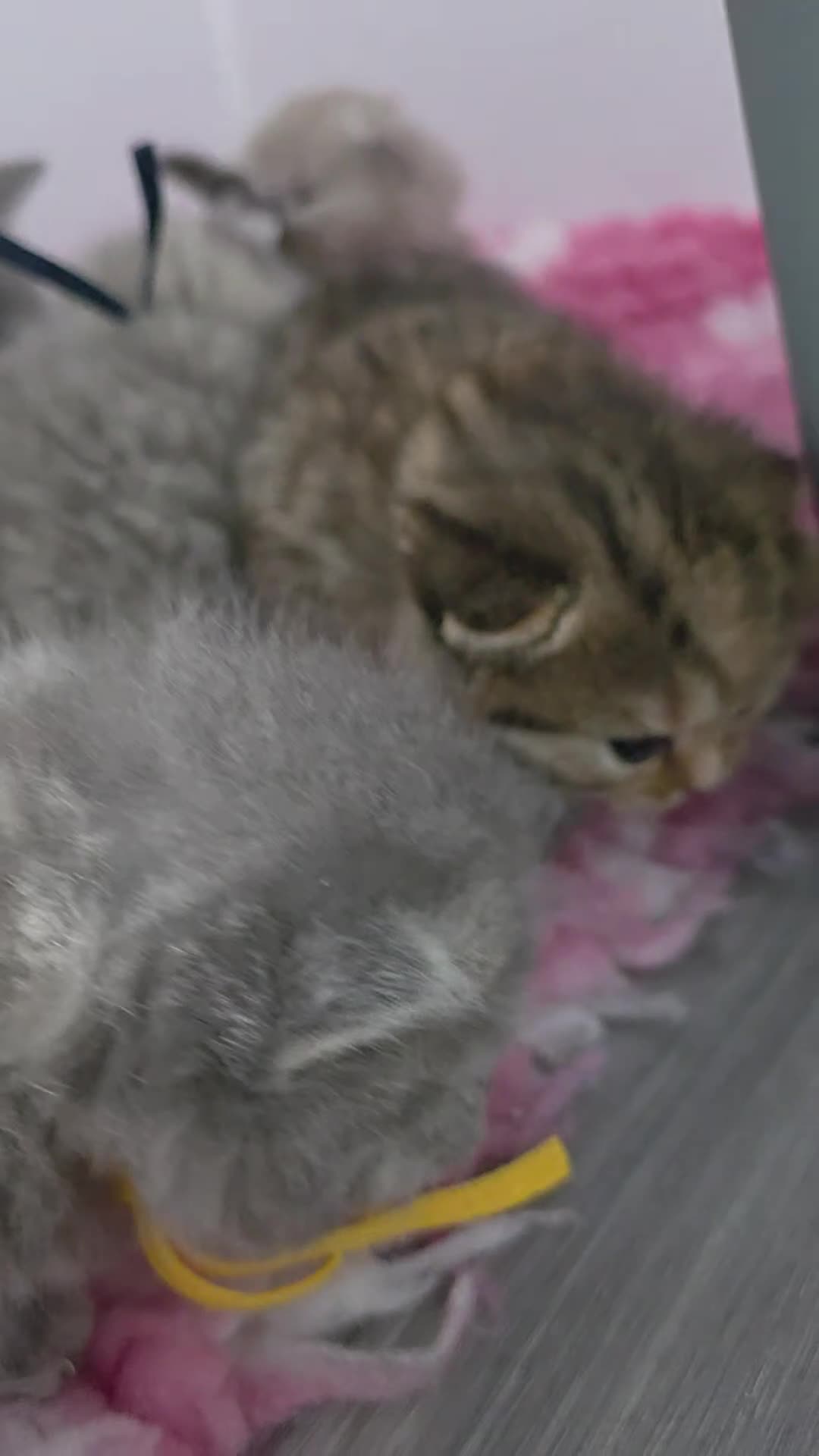 British Shorthair cats for sale: Golden Registered British shorthair kittens  - Video 1