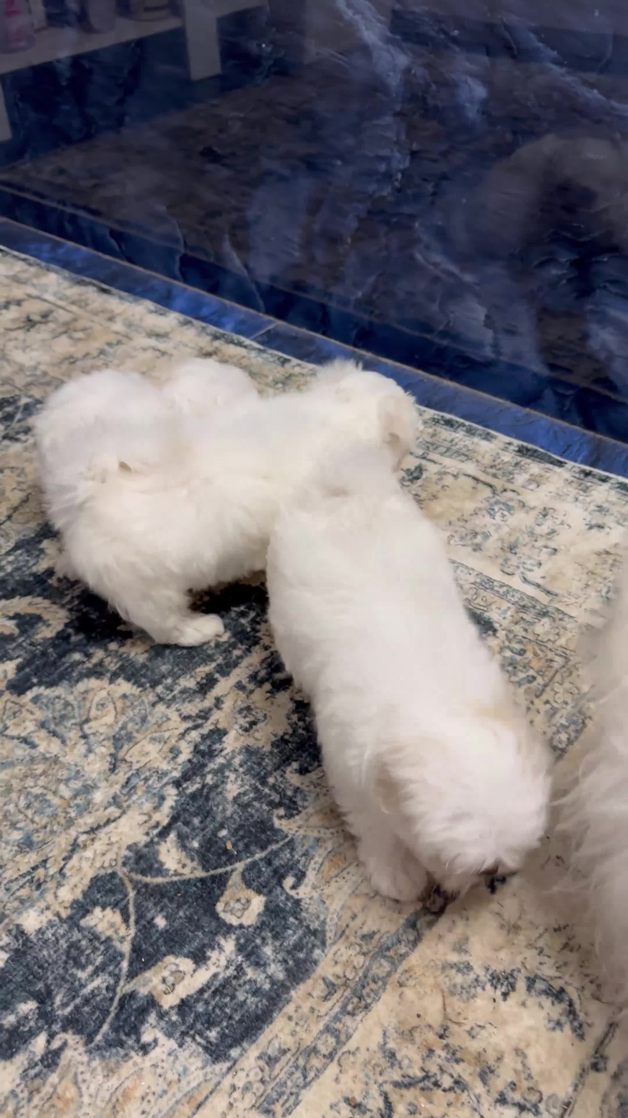 Maltese dogs for sale: Smallest Korean Maltese puppy’s available  - Video 5