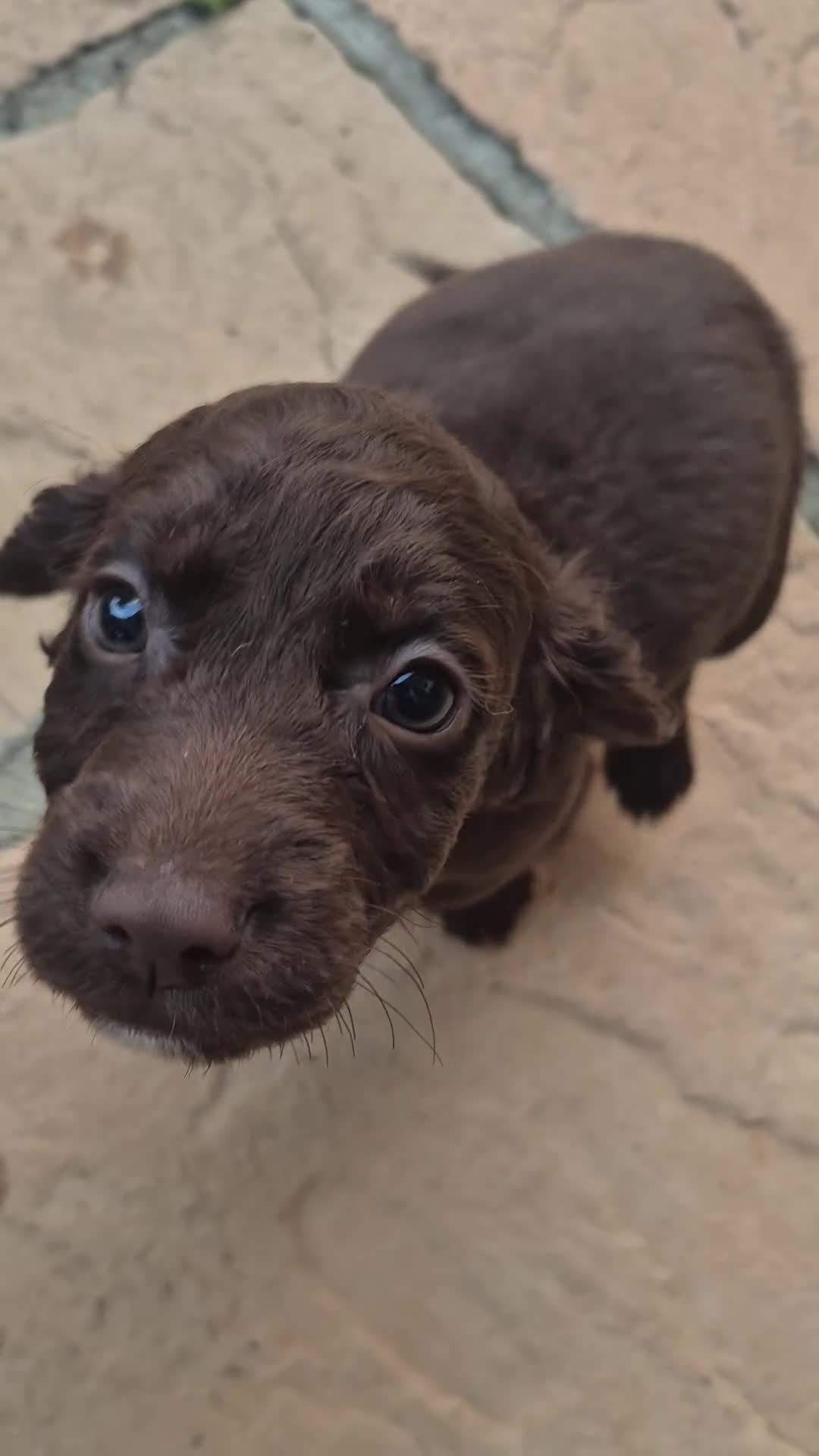 Cockapoo dogs for sale: Cockapoo puppies - Video 4