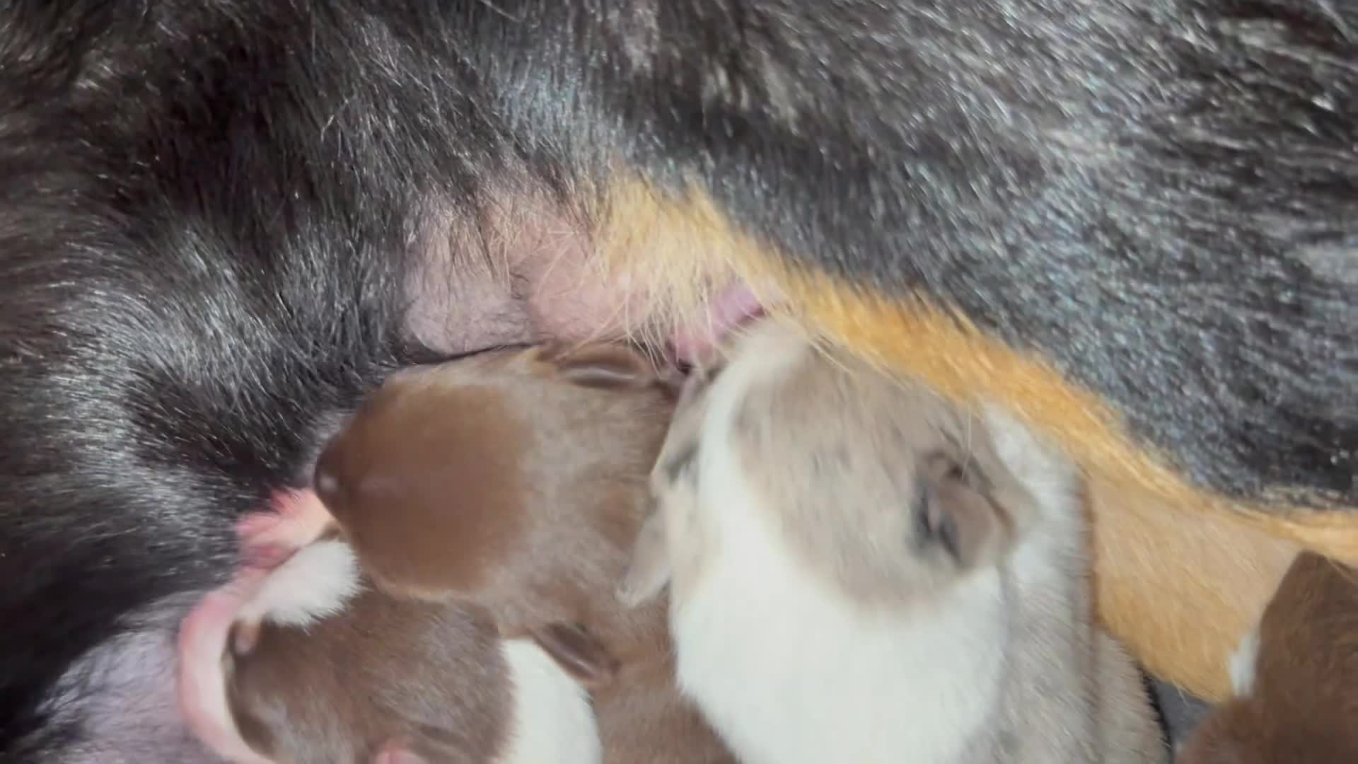 Border Collie dogs for sale: BC puppies raised with every possible advantage in South Molton - Video 1