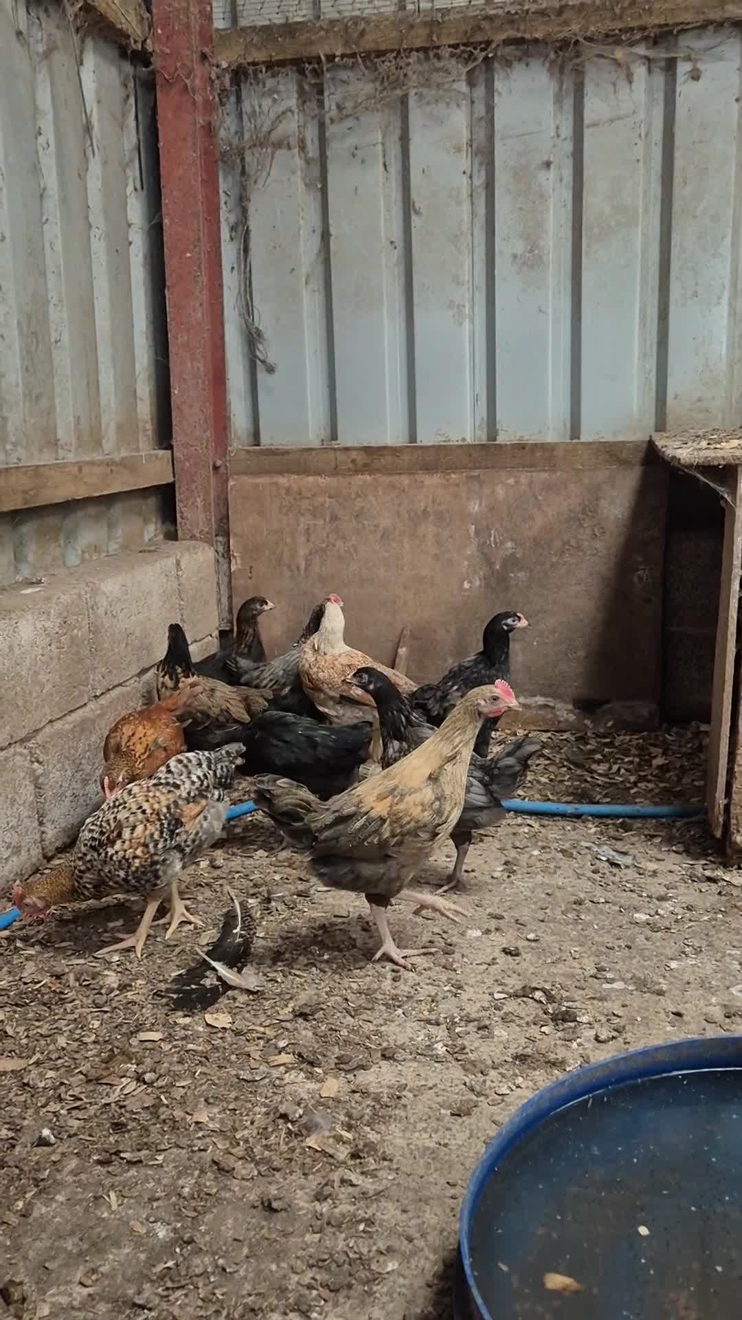 Chickens poultry for sale: Hybrid pullets  - Video 1