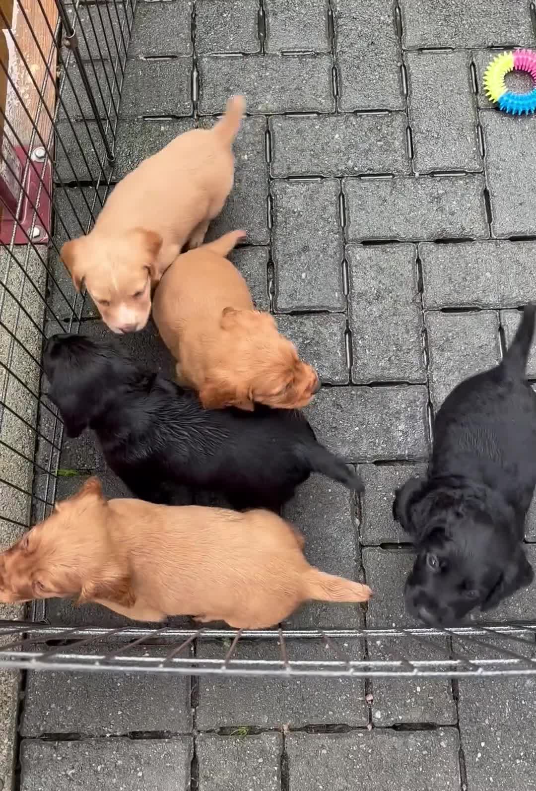 Cocker Spaniel dogs for sale: Working Cocker Spaniels  - Video 2